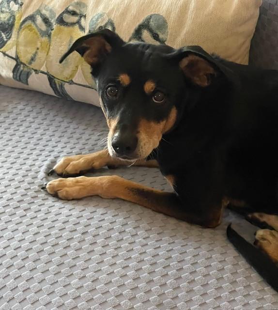 Enlarge EB, a Adopted mixed breed in Mocksville, NC image 1/1