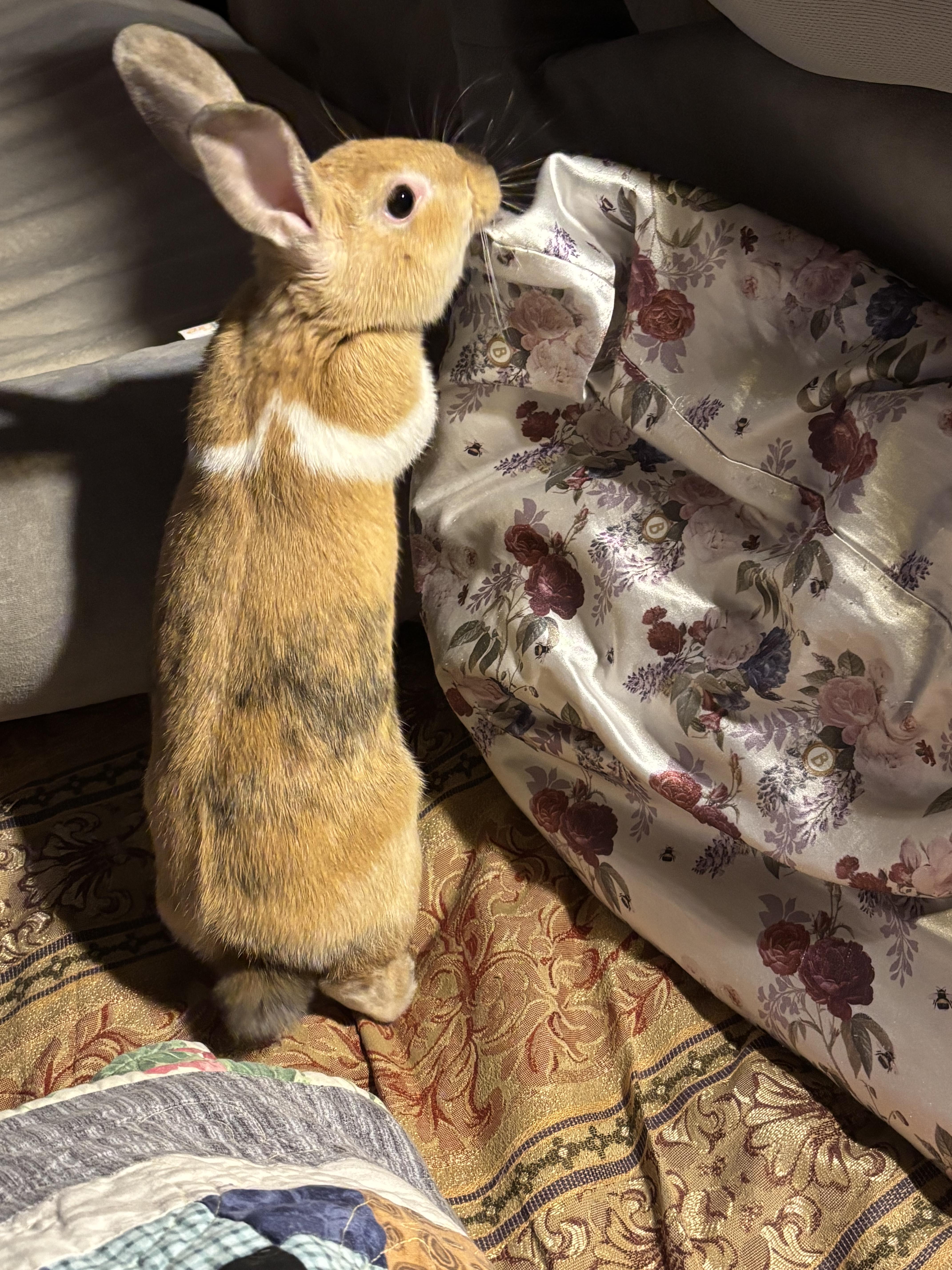 Enlarge Sonny & Stormy ( spayed/neutered bonded pair), an adoption pending mixed breed in San Antonio, TX image 6/6