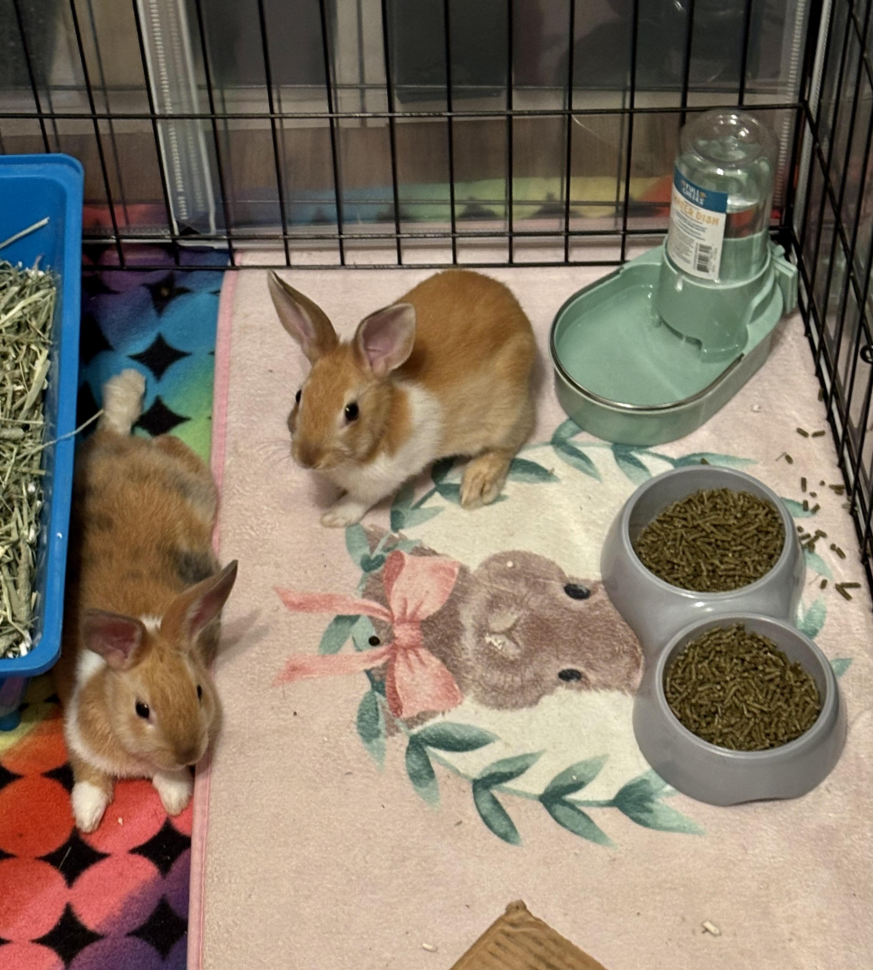 Enlarge Sonny & Stormy ( spayed/neutered bonded pair), an adoption pending mixed breed in San Antonio, TX image 4/6