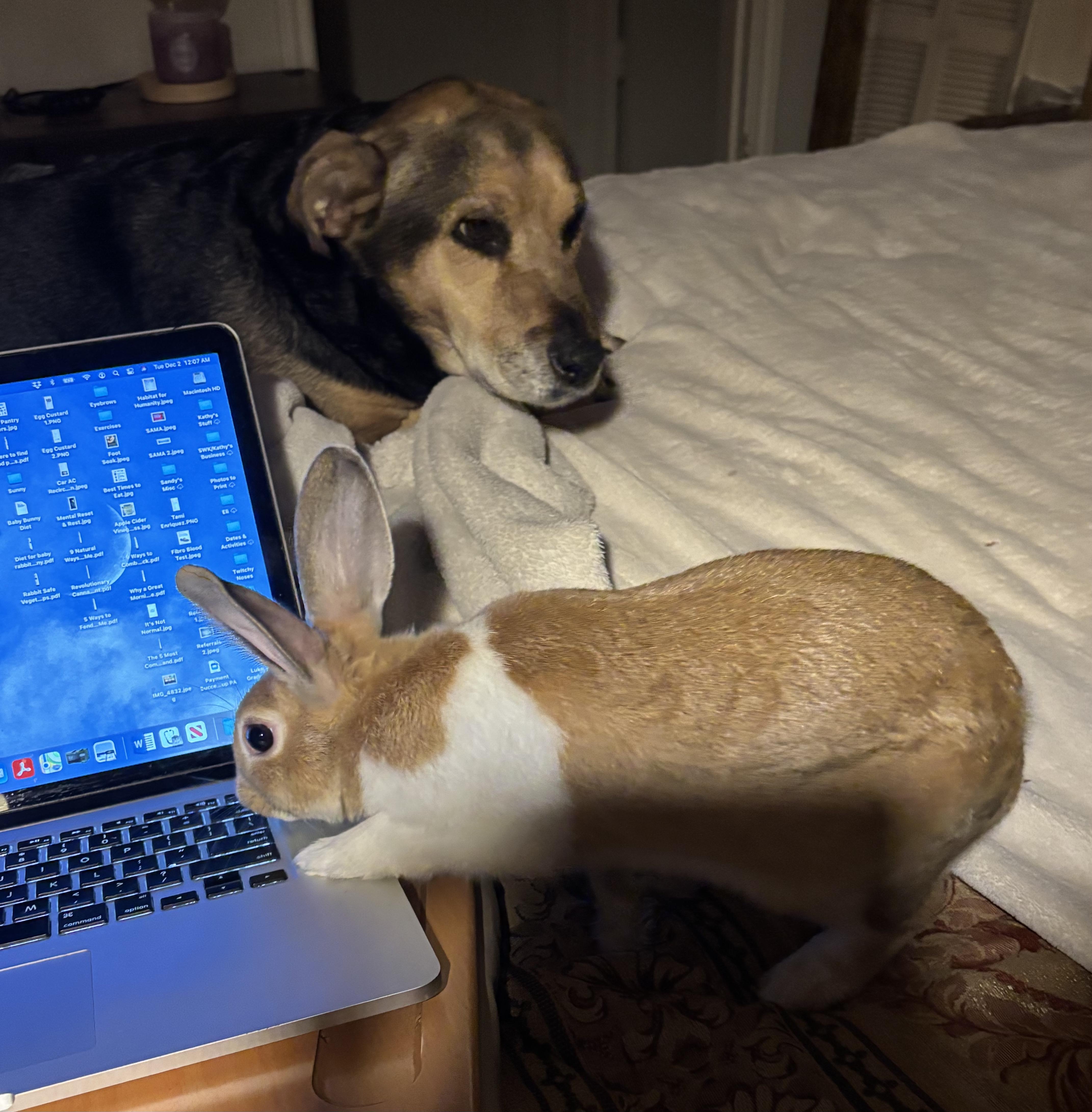 Enlarge Sonny & Stormy ( spayed/neutered bonded pair), an adoption pending mixed breed in San Antonio, TX image 2/6