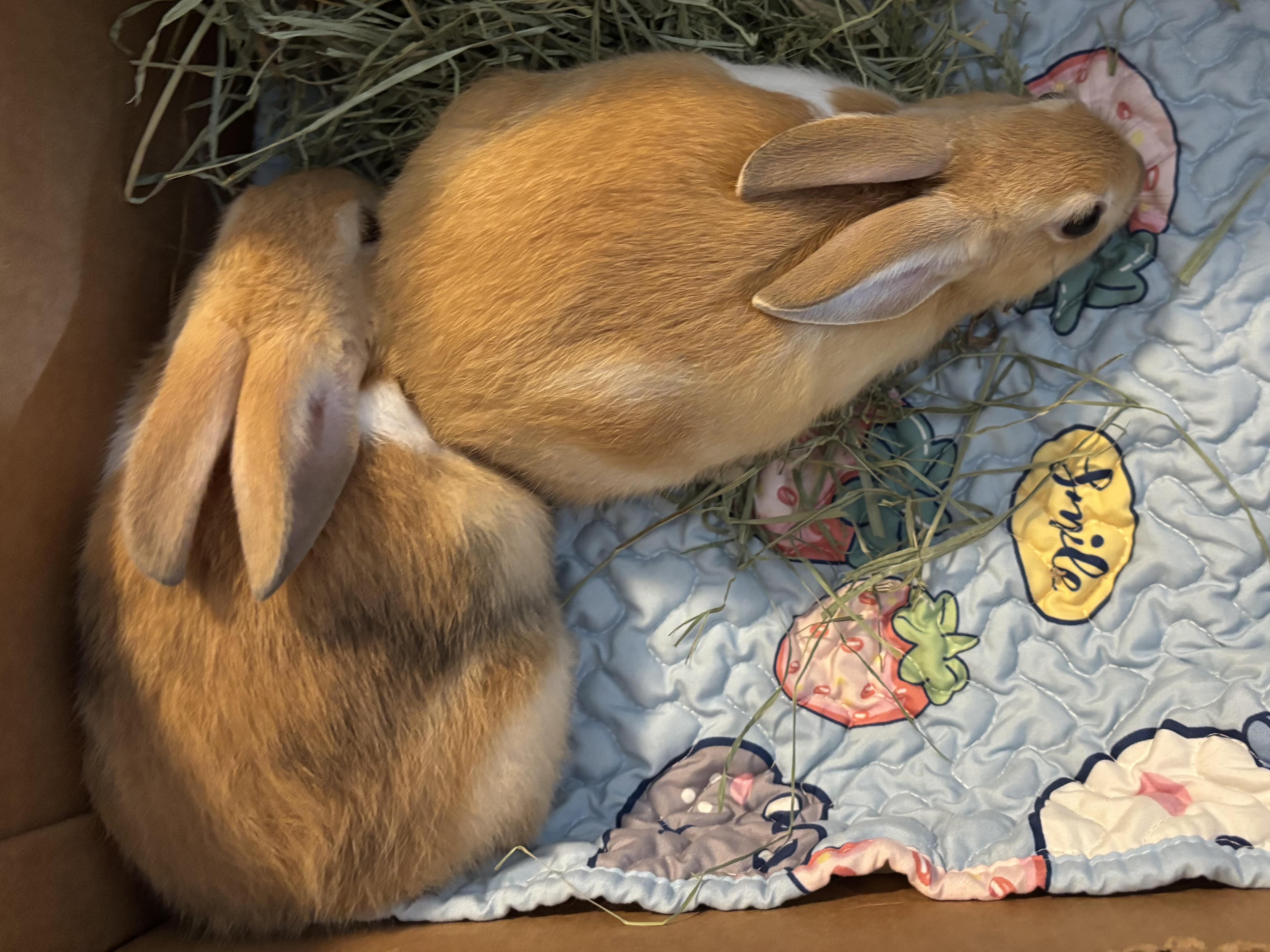 Enlarge Sonny & Stormy ( spayed/neutered bonded pair), an adoption pending mixed breed in San Antonio, TX image 3/6