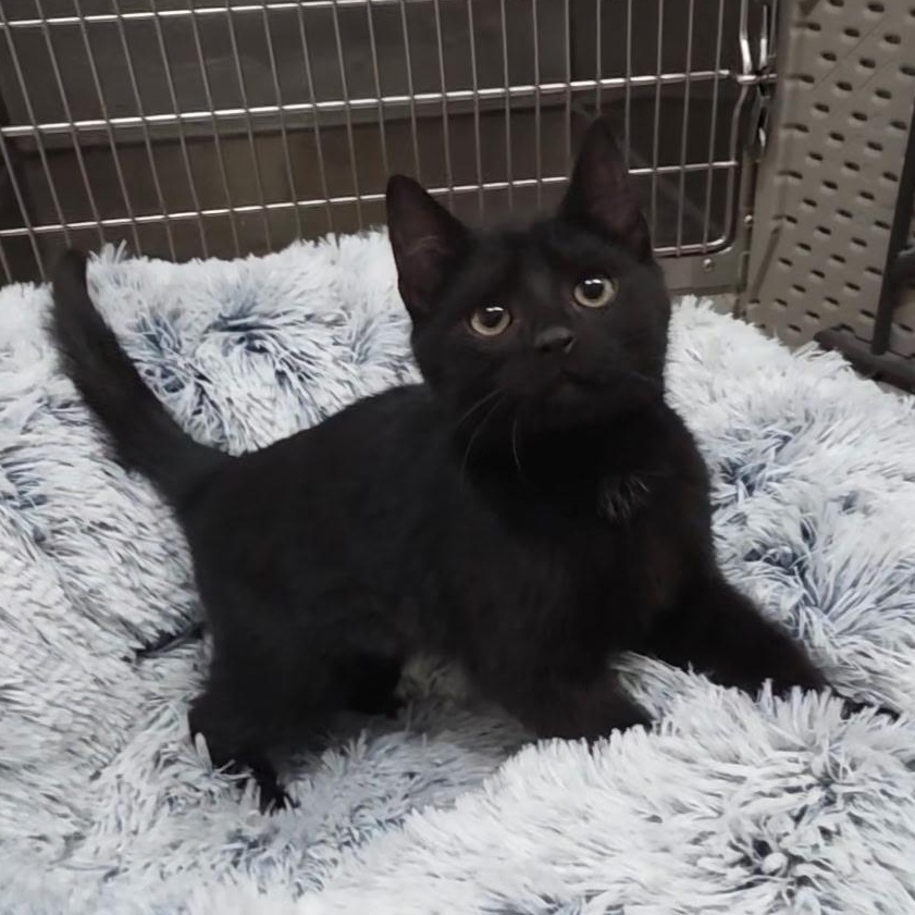 Carlos, ADOPTABLE, Kitten Male Domestic Short Hair.