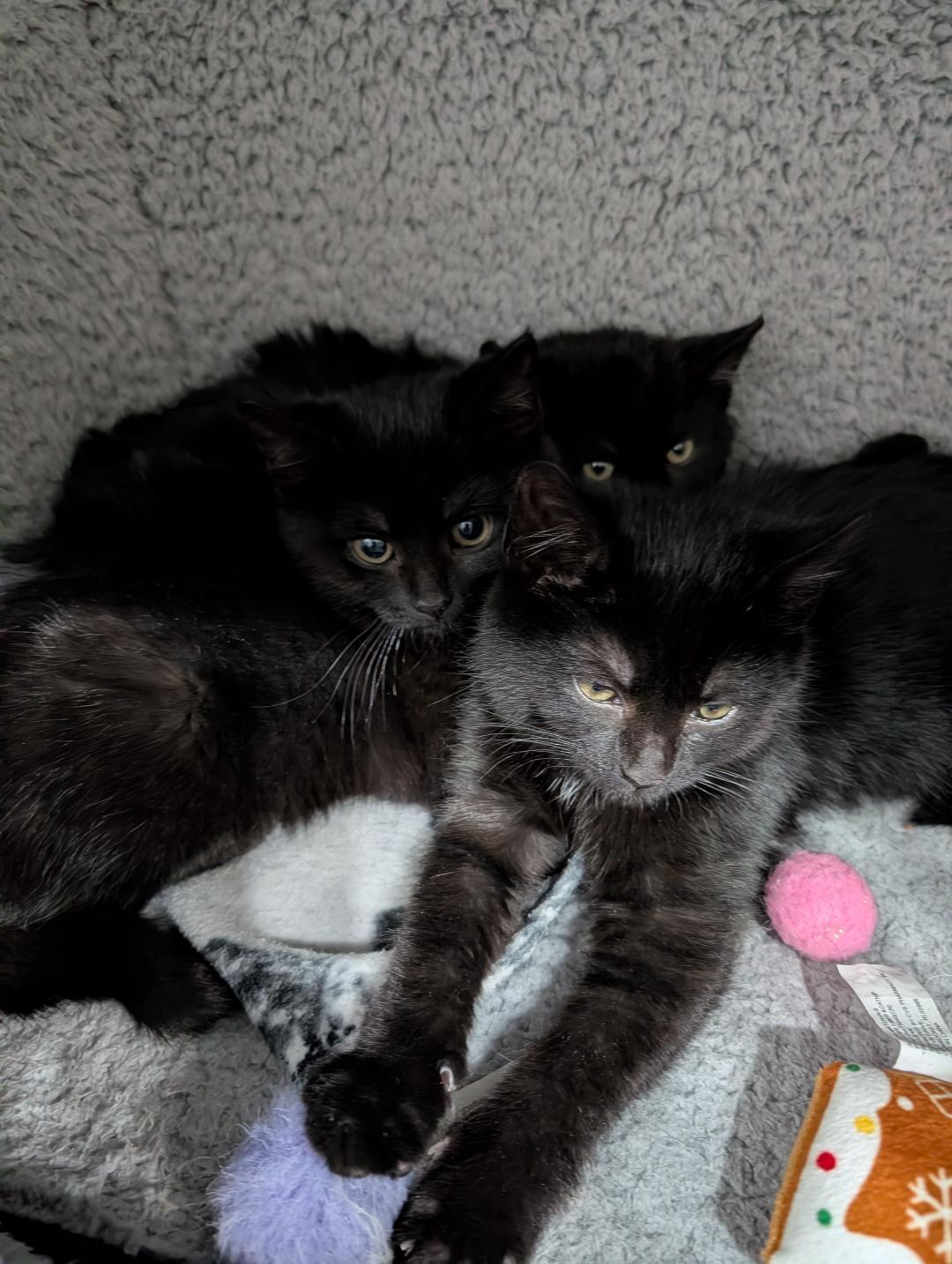 Enlarge Carlos, a ADOPTABLE Domestic Short Hair in Reisterstown, MD image 2/4