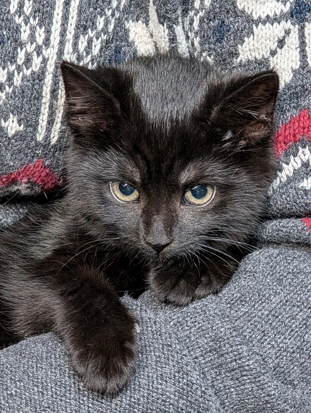 Carlos, ADOPTABLE, Kitten Male Domestic Short Hair.
