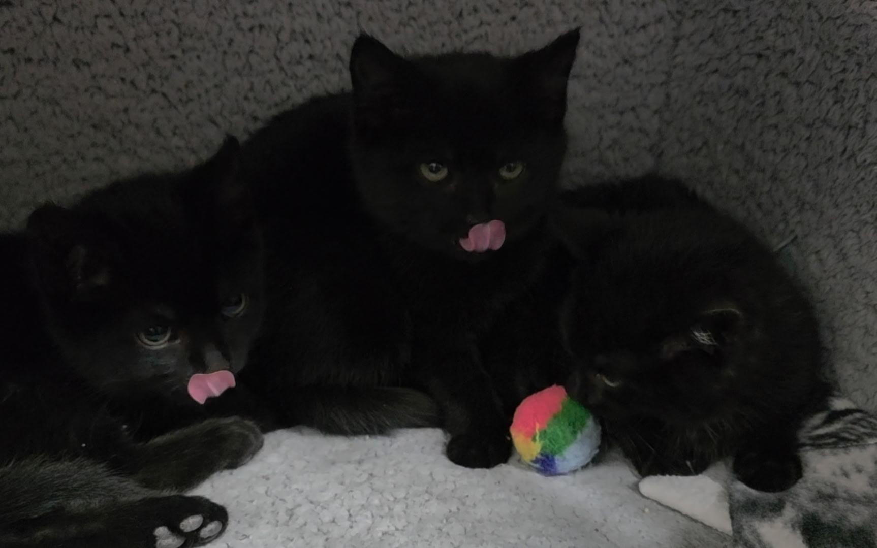 Enlarge Carlos, a ADOPTABLE Domestic Short Hair in Reisterstown, MD image 3/4