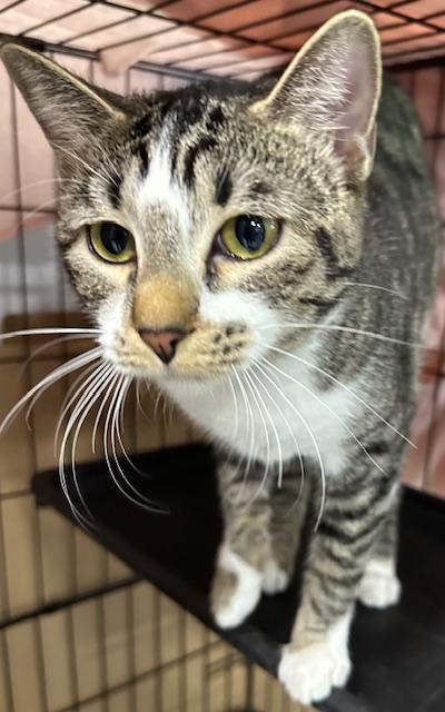 Enlarge Tempurra, a ADOPTABLE Domestic Short Hair in Webster City, IA image 1/1