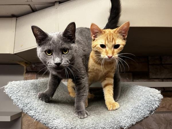 Butters, Adoptable, Adult Male Domestic Short Hair.