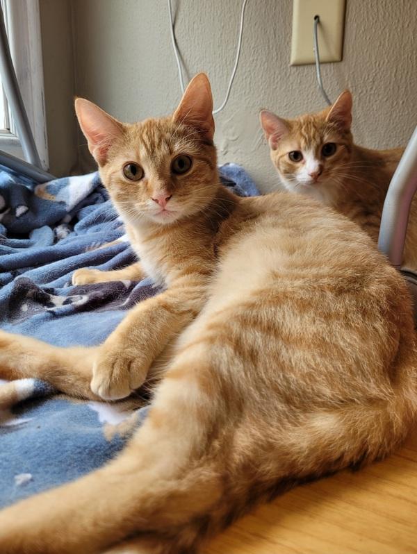 Enlarge Butters, a Adoptable mixed breed in Knoxville, TN image 2/5