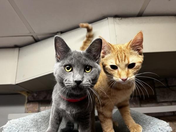 Enlarge Butters, a Adoptable mixed breed in Knoxville, TN image 4/5