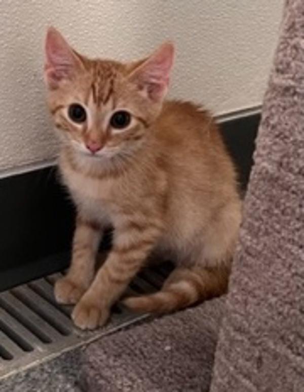 Enlarge Butters, a Adoptable mixed breed in Knoxville, TN image 5/5