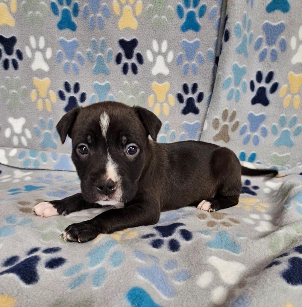 Parfait, Adoptable, Puppy Female Mixed Breed.