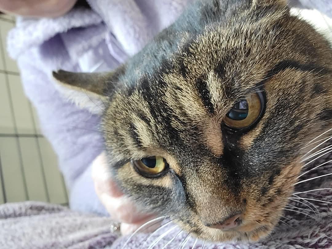 Topaz, Adoptable, Adult Female Domestic Short Hair.