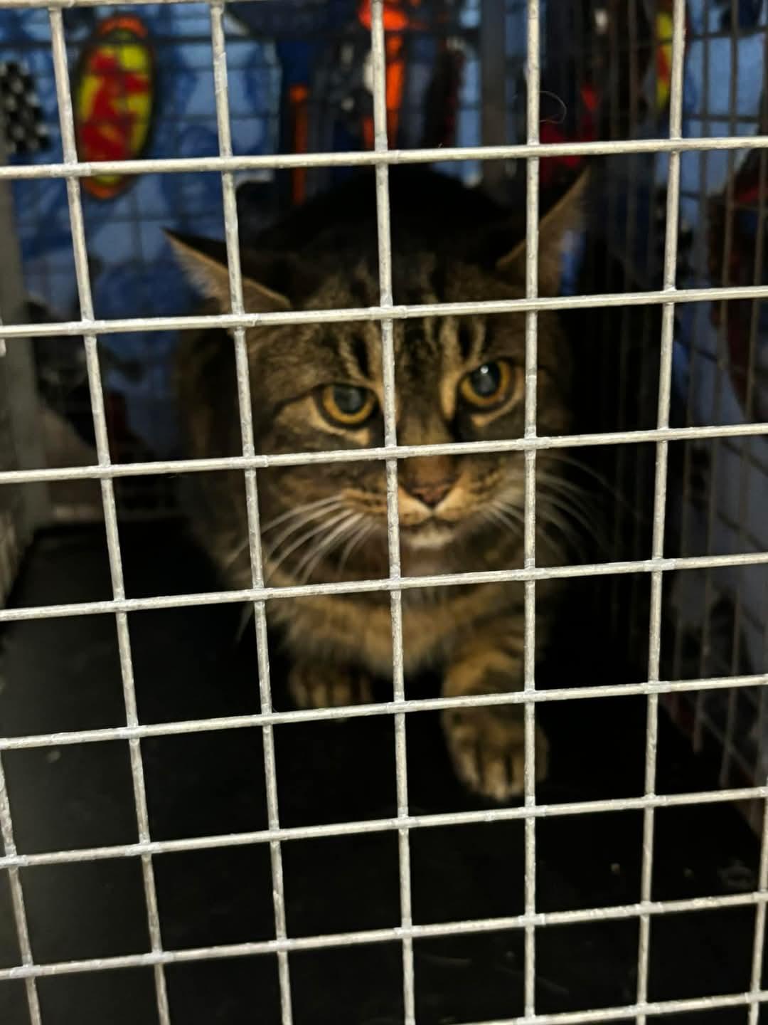 Enlarge Topaz, a Adoptable Domestic Short Hair in Dartmouth, NS image 5/6