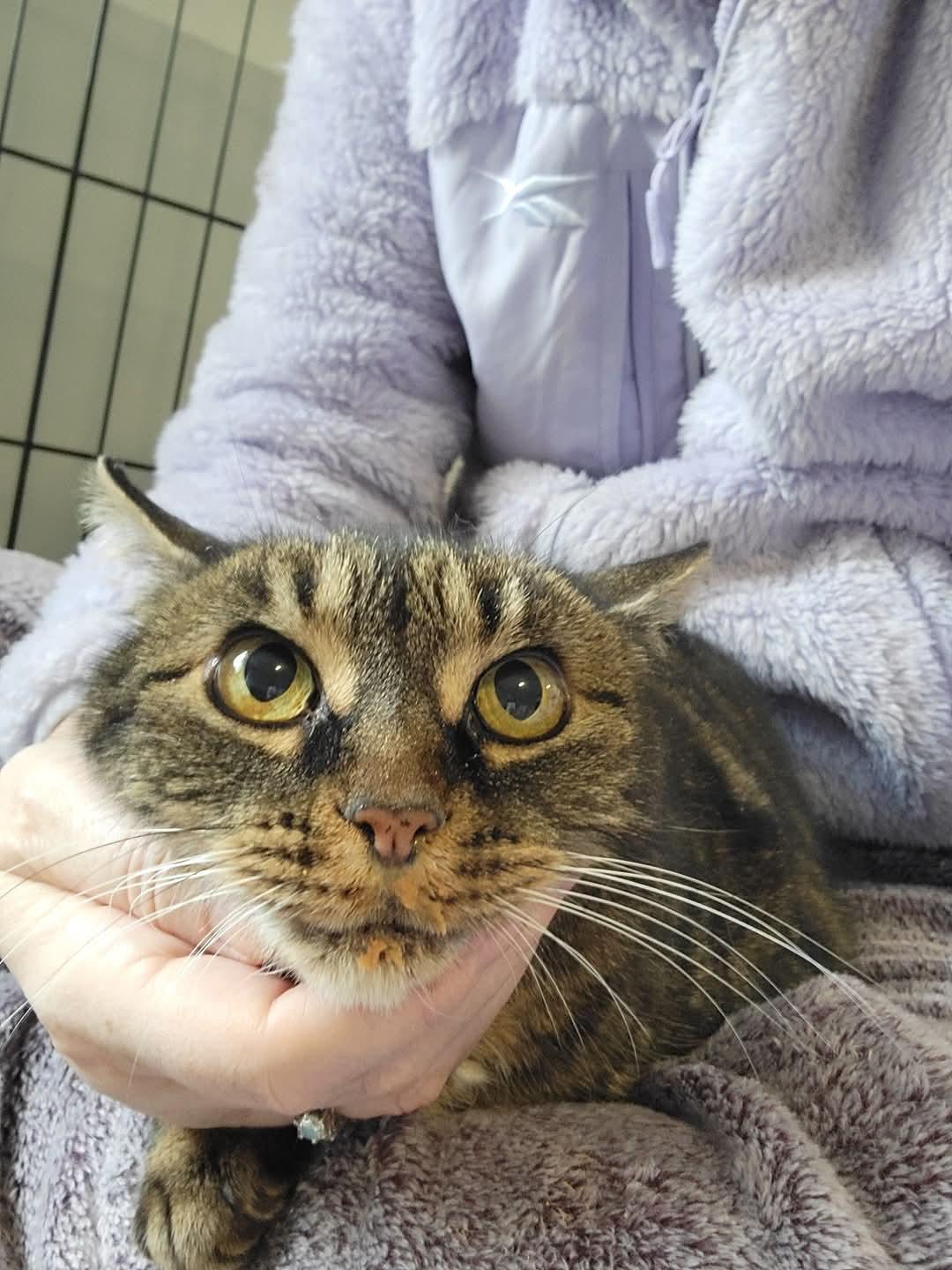 Enlarge Topaz, a Adoptable Domestic Short Hair in Dartmouth, NS image 4/6