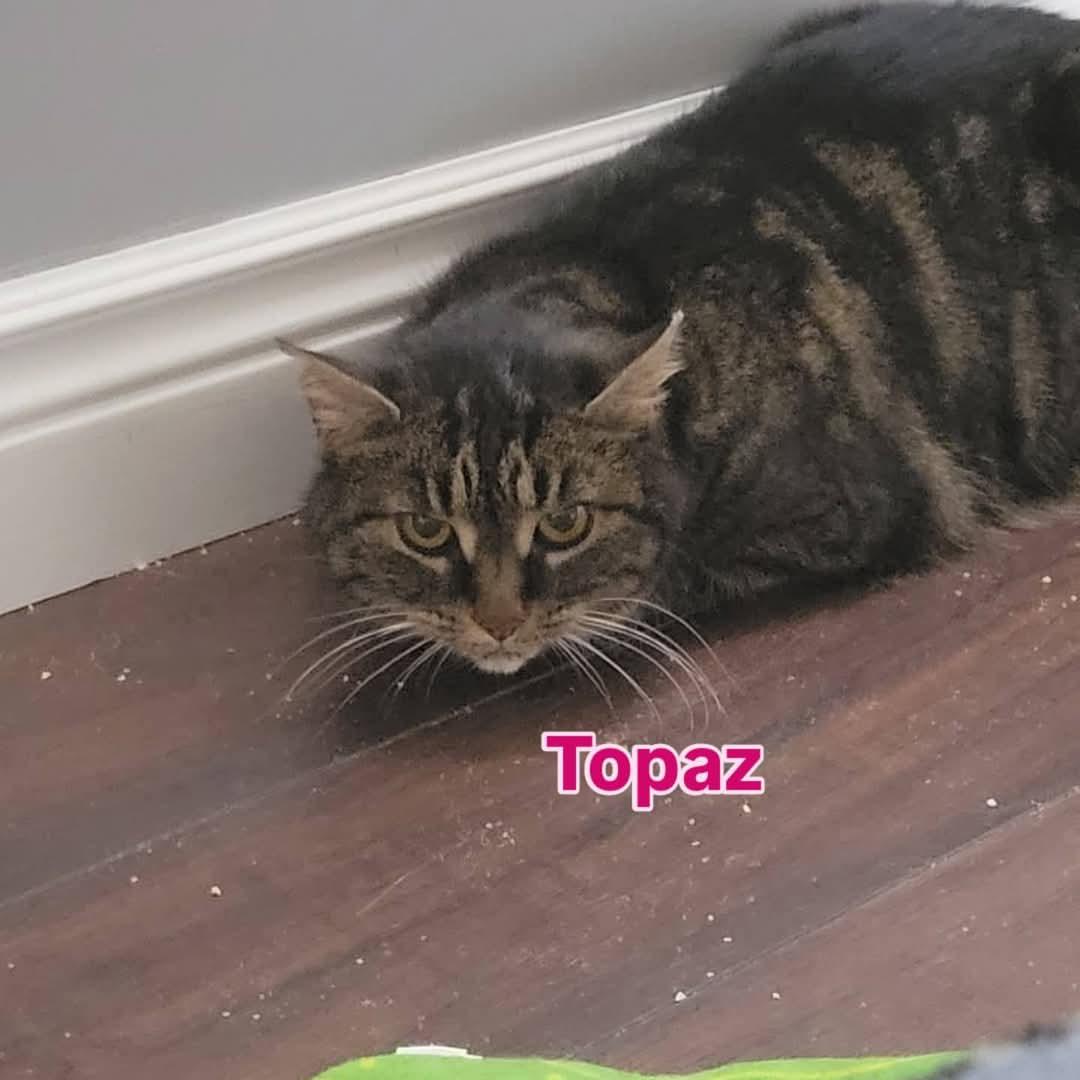 Enlarge Topaz, a Adoptable Domestic Short Hair in Dartmouth, NS image 3/6