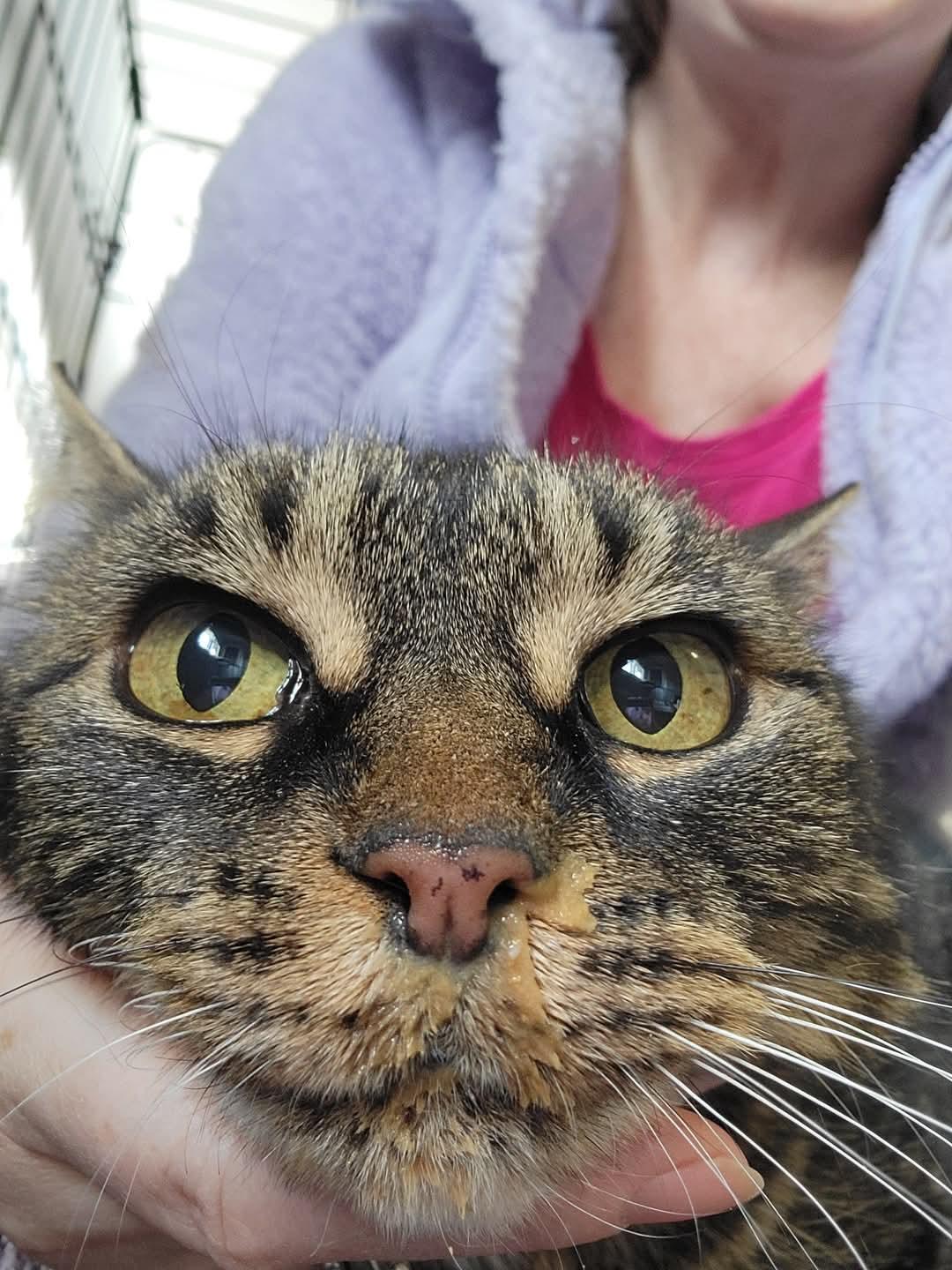 Enlarge Topaz, a Adoptable Domestic Short Hair in Dartmouth, NS image 6/6