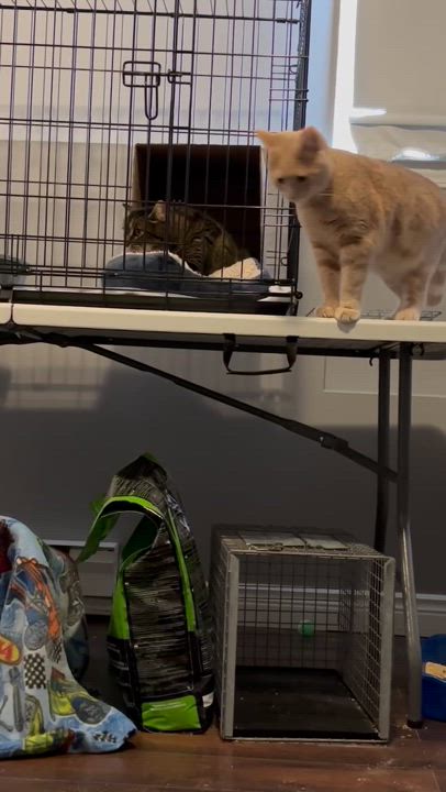 Enlarge Topaz, a Adoptable Domestic Short Hair in Dartmouth, NS video 2/6