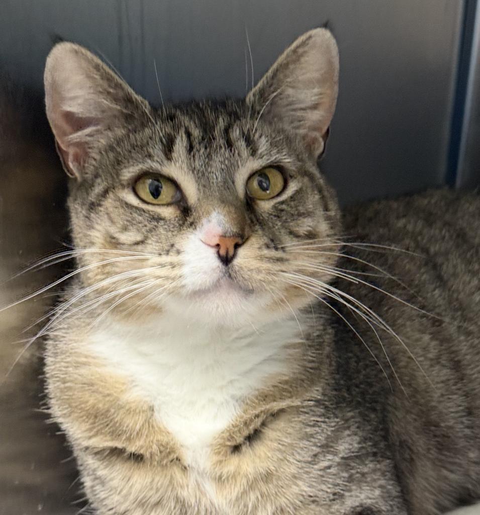 Daisy, Adoptable, Young Female Domestic Short Hair.