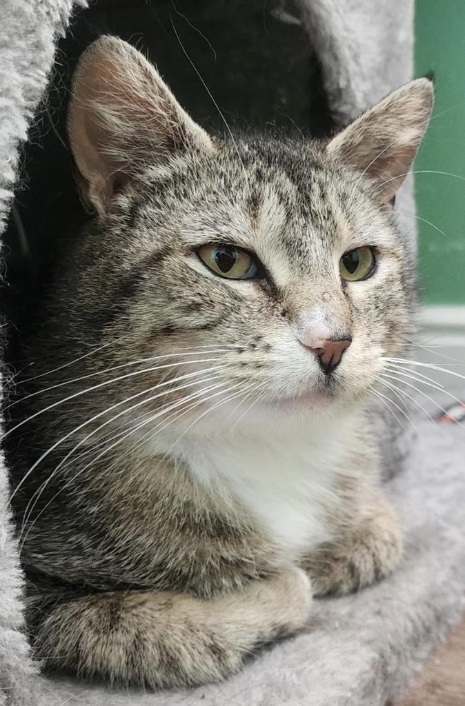 Enlarge Daisy, a Adoptable mixed breed in Ontario, OR image 1/1