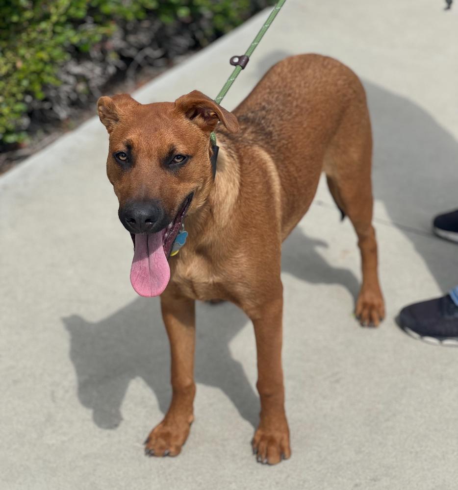 Meet Cat-loving MAX!, a Adoptable mixed breed in Irvine, CA image 1/4