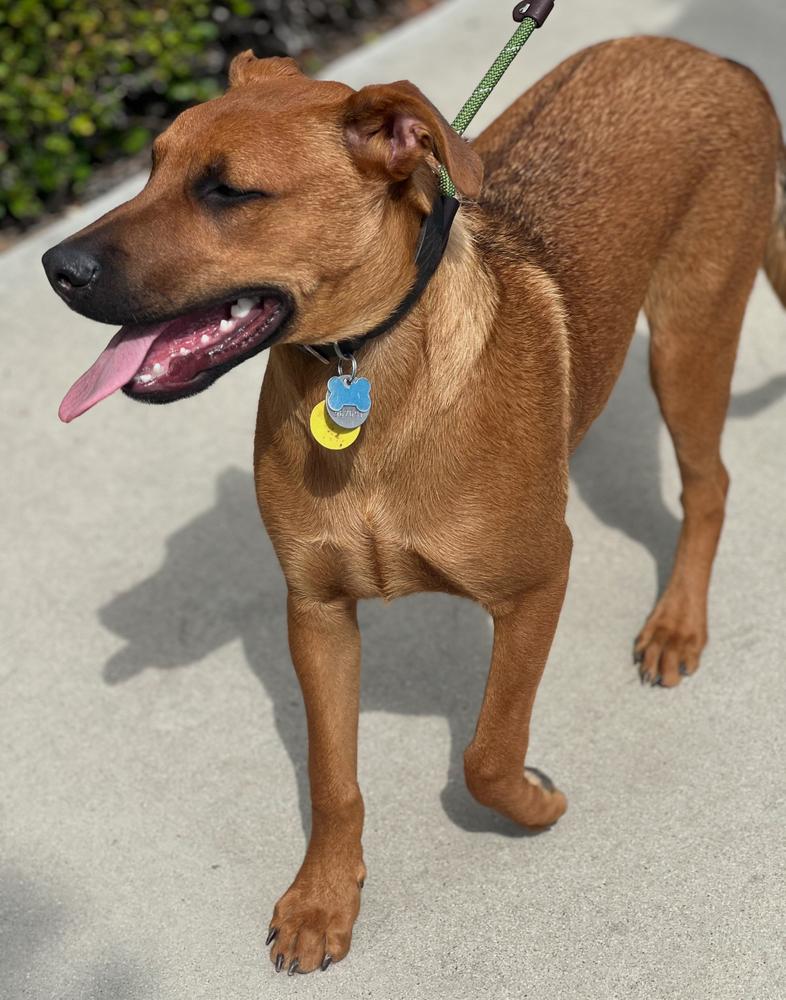Meet Cat-loving MAX!, a Adoptable mixed breed in Irvine, CA image 2/4