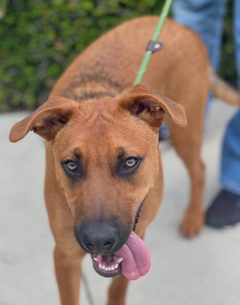 Meet Cat-loving MAX!, a Adoptable mixed breed in Irvine, CA image 3/4