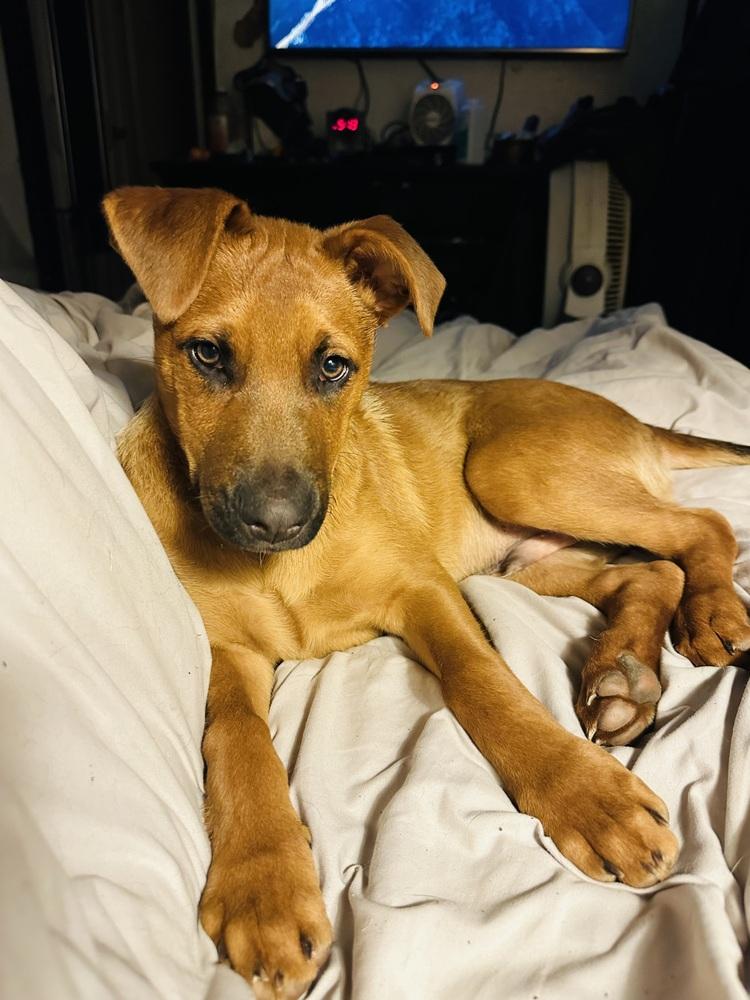 Meet Cat-loving MAX!, a Adoptable mixed breed in Irvine, CA image 4/4