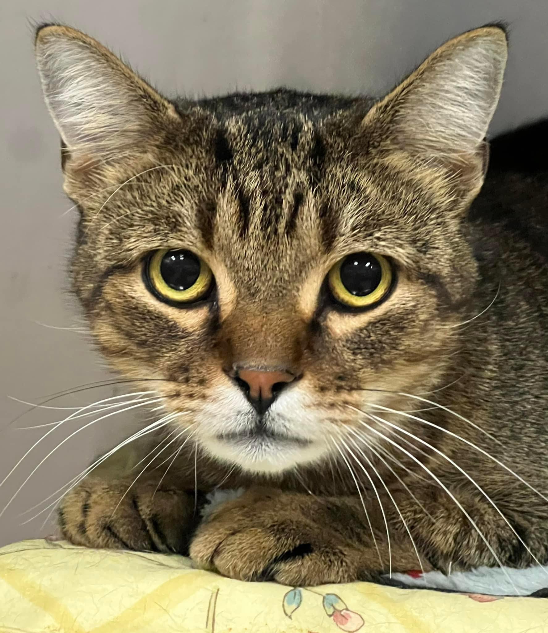 Cat for adoption Brynn, a Domestic Short Hair in Johnston, RI Petfinder