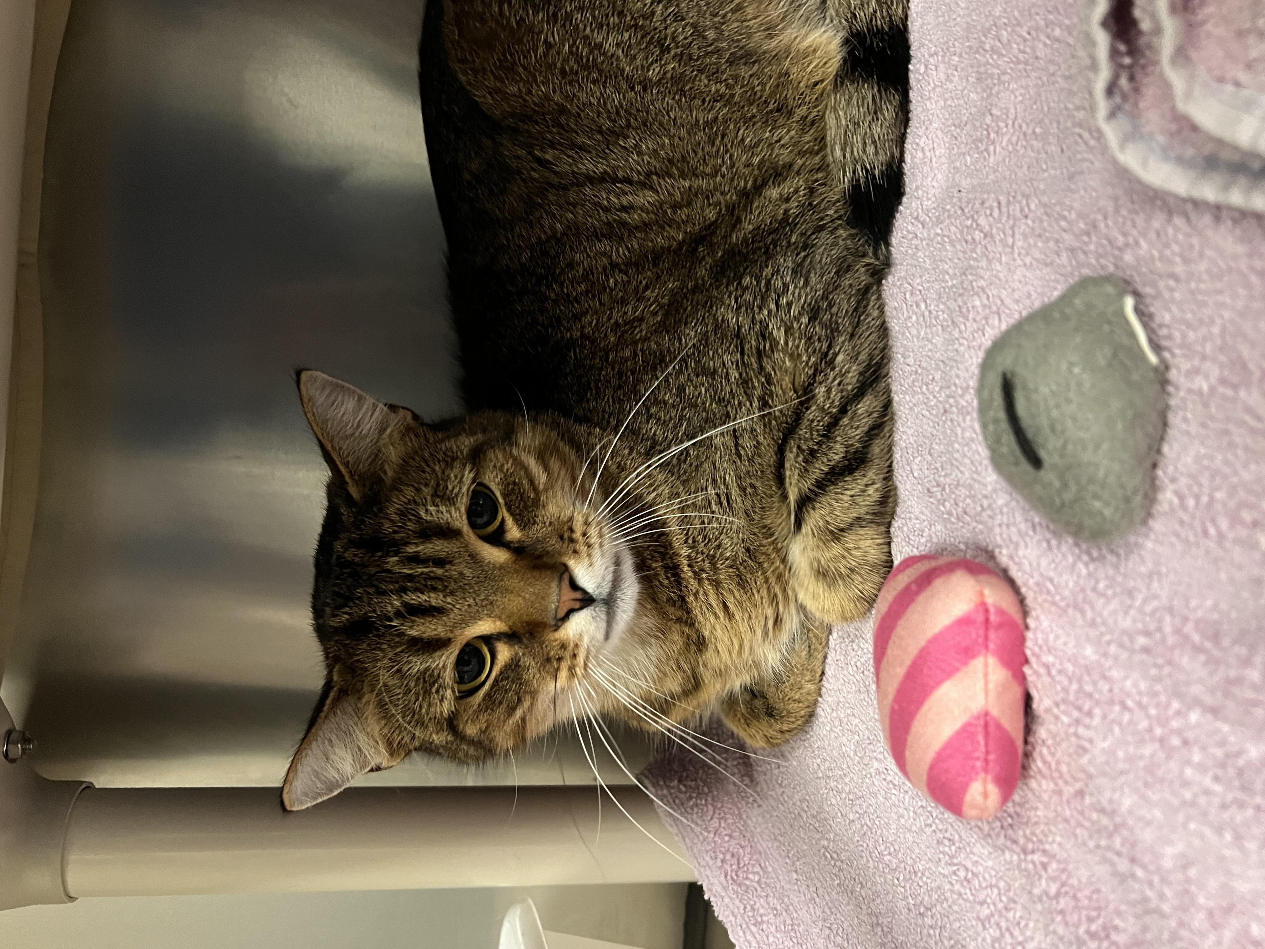 Cat for adoption Brynn, a Domestic Short Hair in Johnston, RI Petfinder