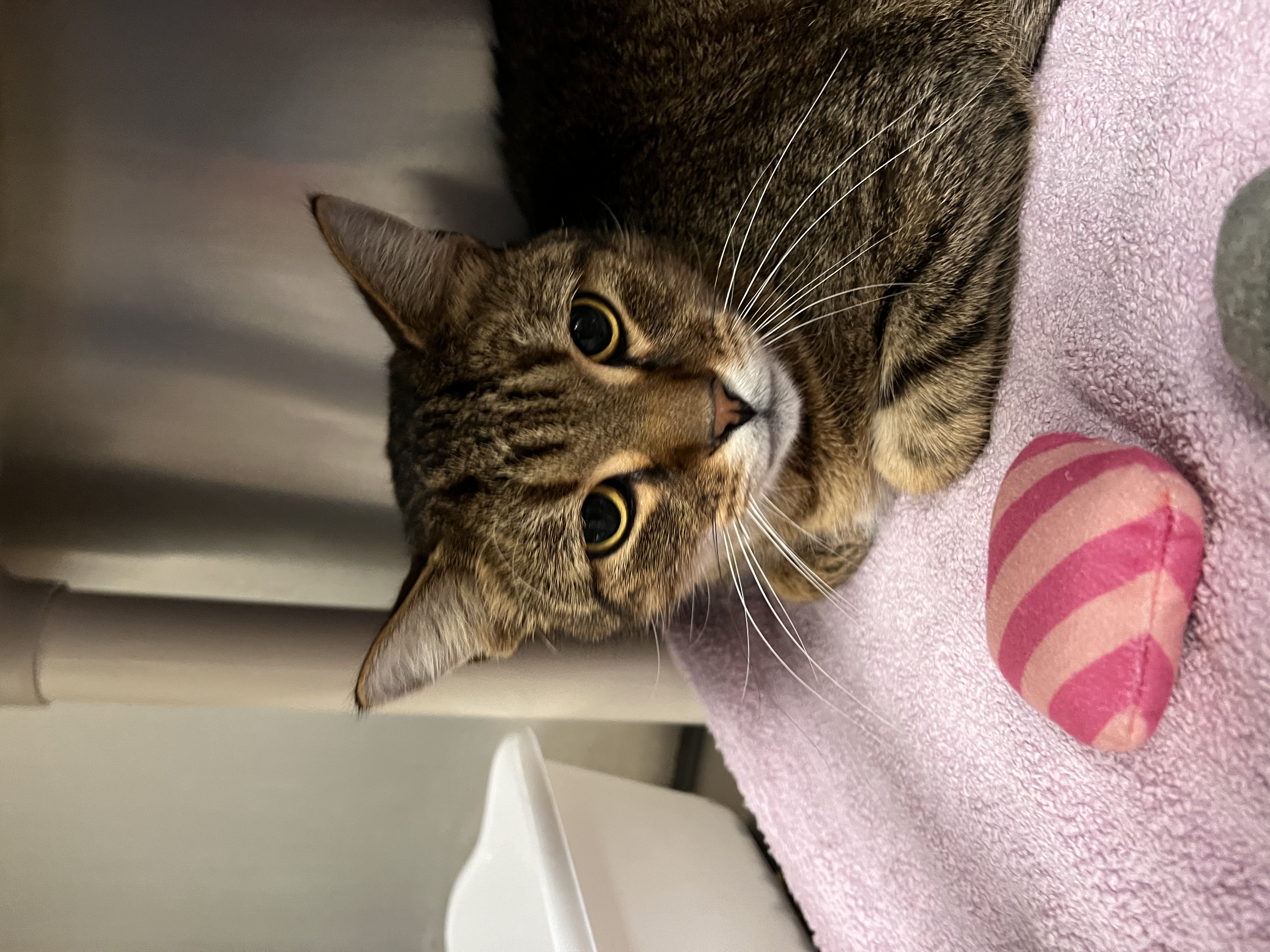 Cat for adoption Brynn, a Domestic Short Hair in Johnston, RI Petfinder