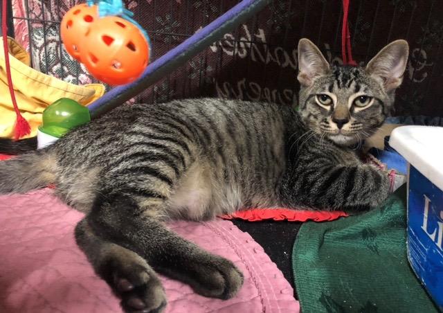 Enlarge Tiger, a Adopted mixed breed in Blountville, TN image 1/6