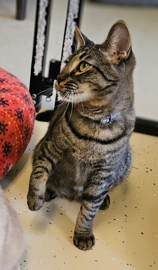 Enlarge Tiger, a Adopted mixed breed in Blountville, TN image 2/6