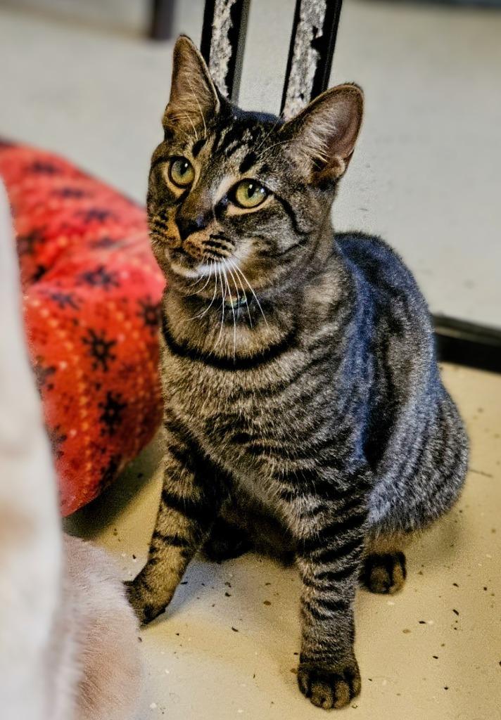 Enlarge Tiger, a Adopted mixed breed in Blountville, TN image 5/6