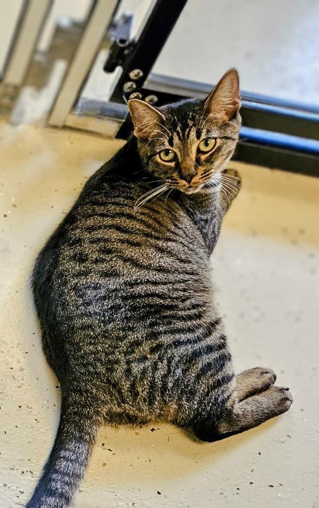 Enlarge Tiger, a Adopted mixed breed in Blountville, TN image 6/6