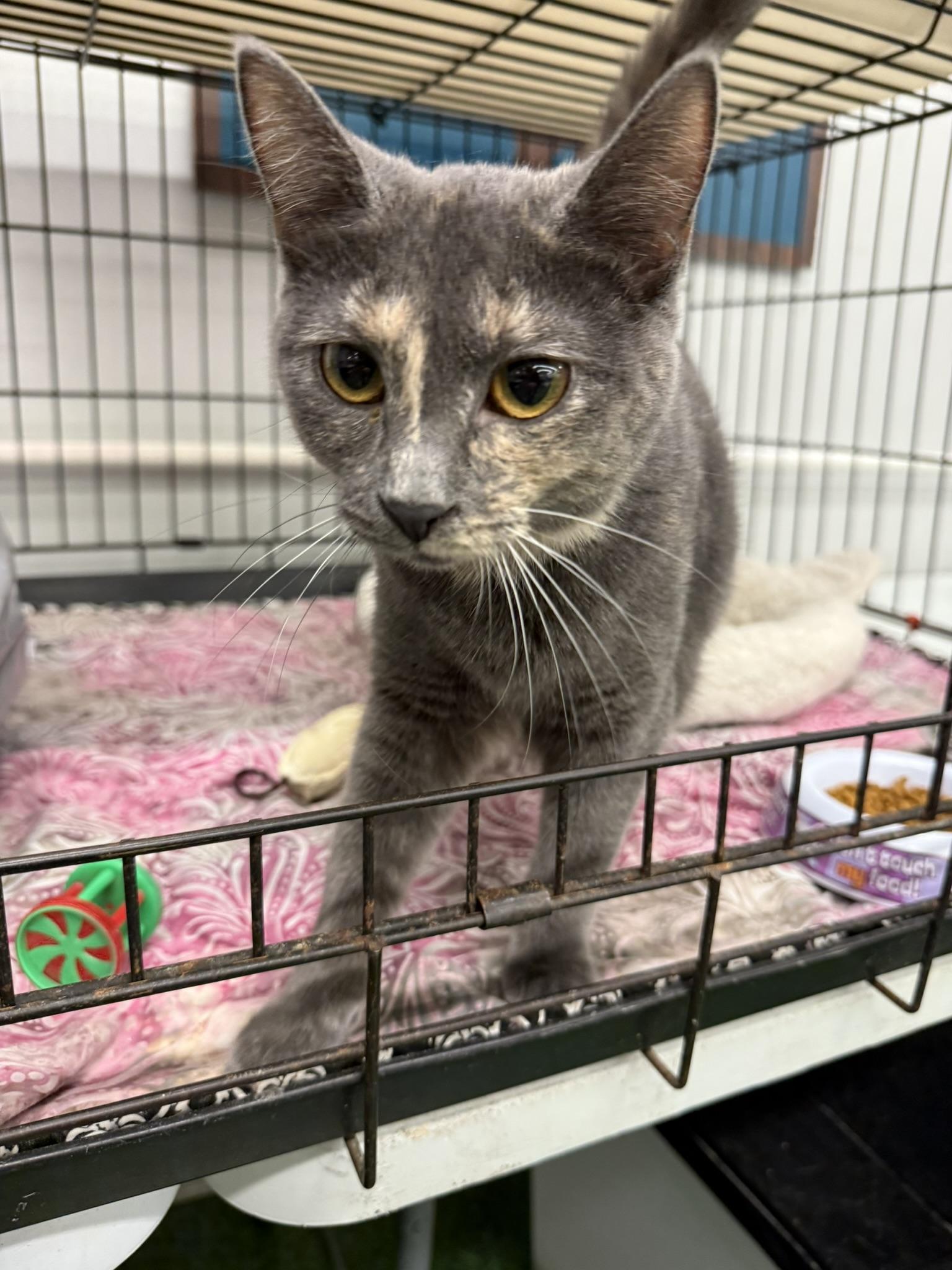 Enlarge AUTUMN, a ADOPTABLE Dilute Tortoiseshell in Lake Ozark, MO image 1/3