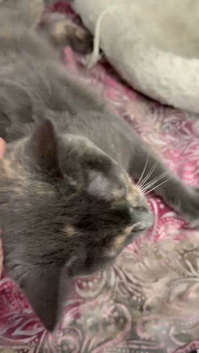 Enlarge AUTUMN, a ADOPTABLE Dilute Tortoiseshell in Lake Ozark, MO video 3/3