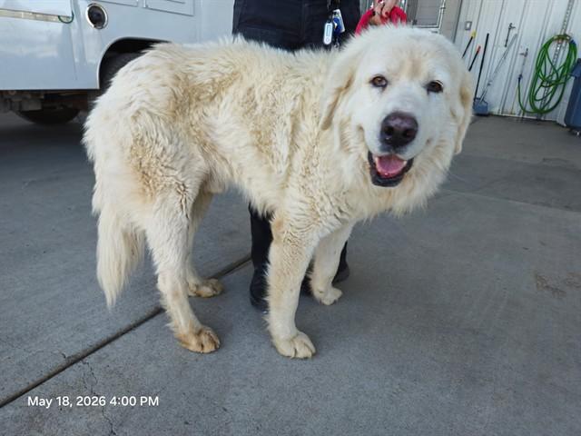 BRUCE, Adoptable, Adult Male Great Pyrenees & Mixed Breed.