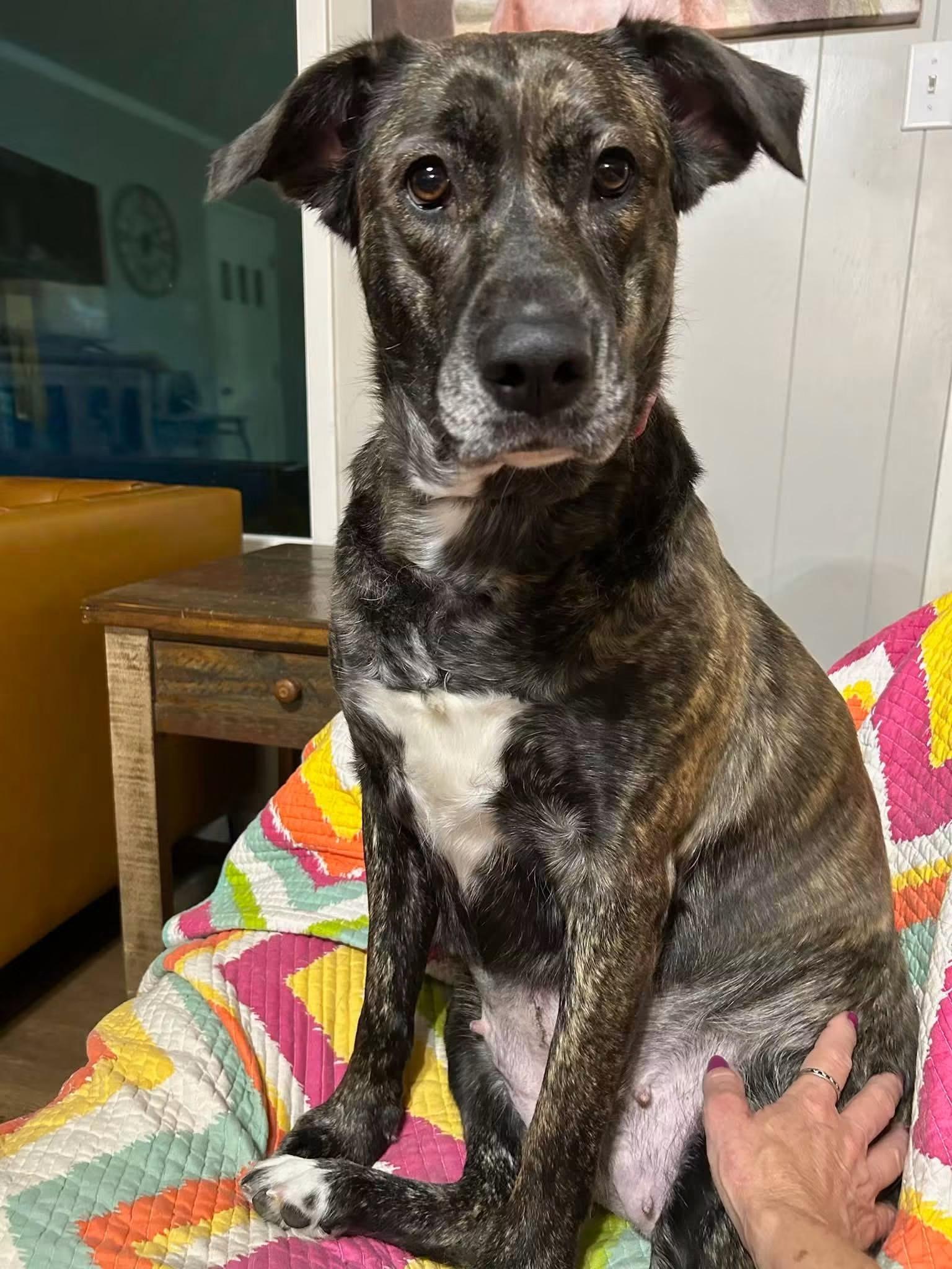 Mary, Adoptable, Adult Female Plott Hound.