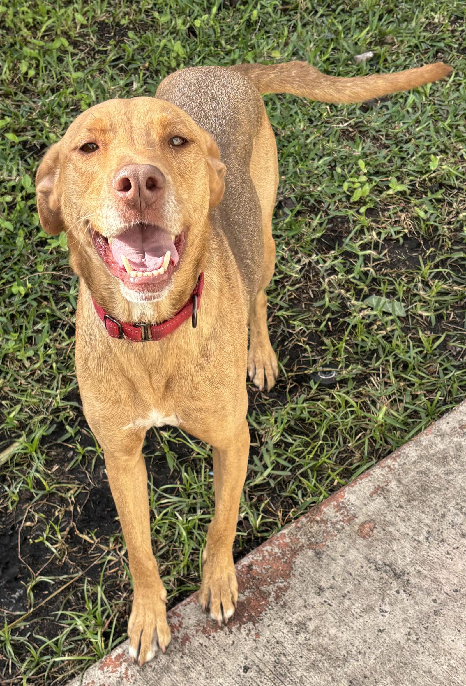 Annabel, Adoptable, Adult Female Vizsla.