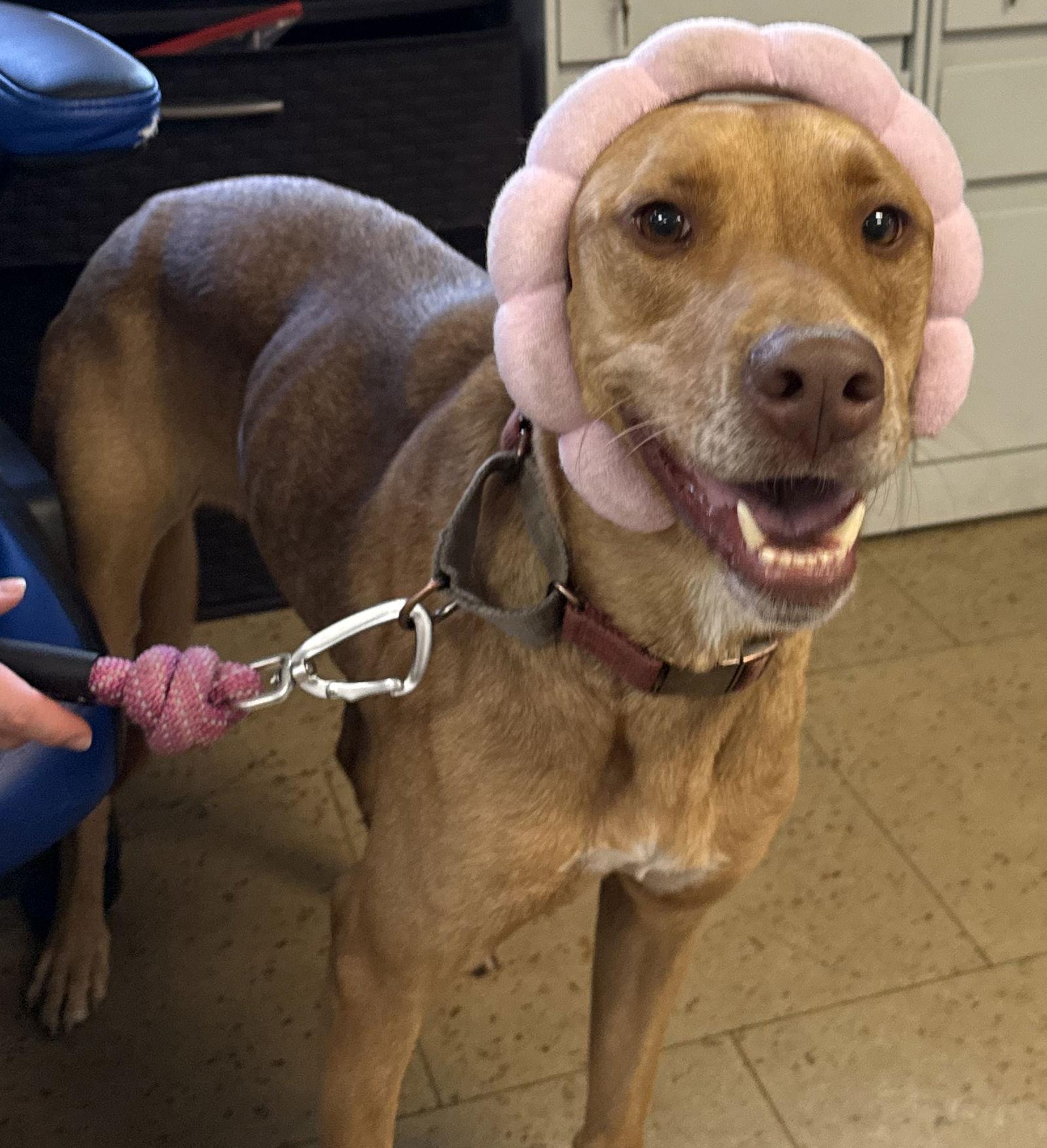 Enlarge Annabel, a Adoptable Vizsla in Lighthouse Point, FL image 2/3