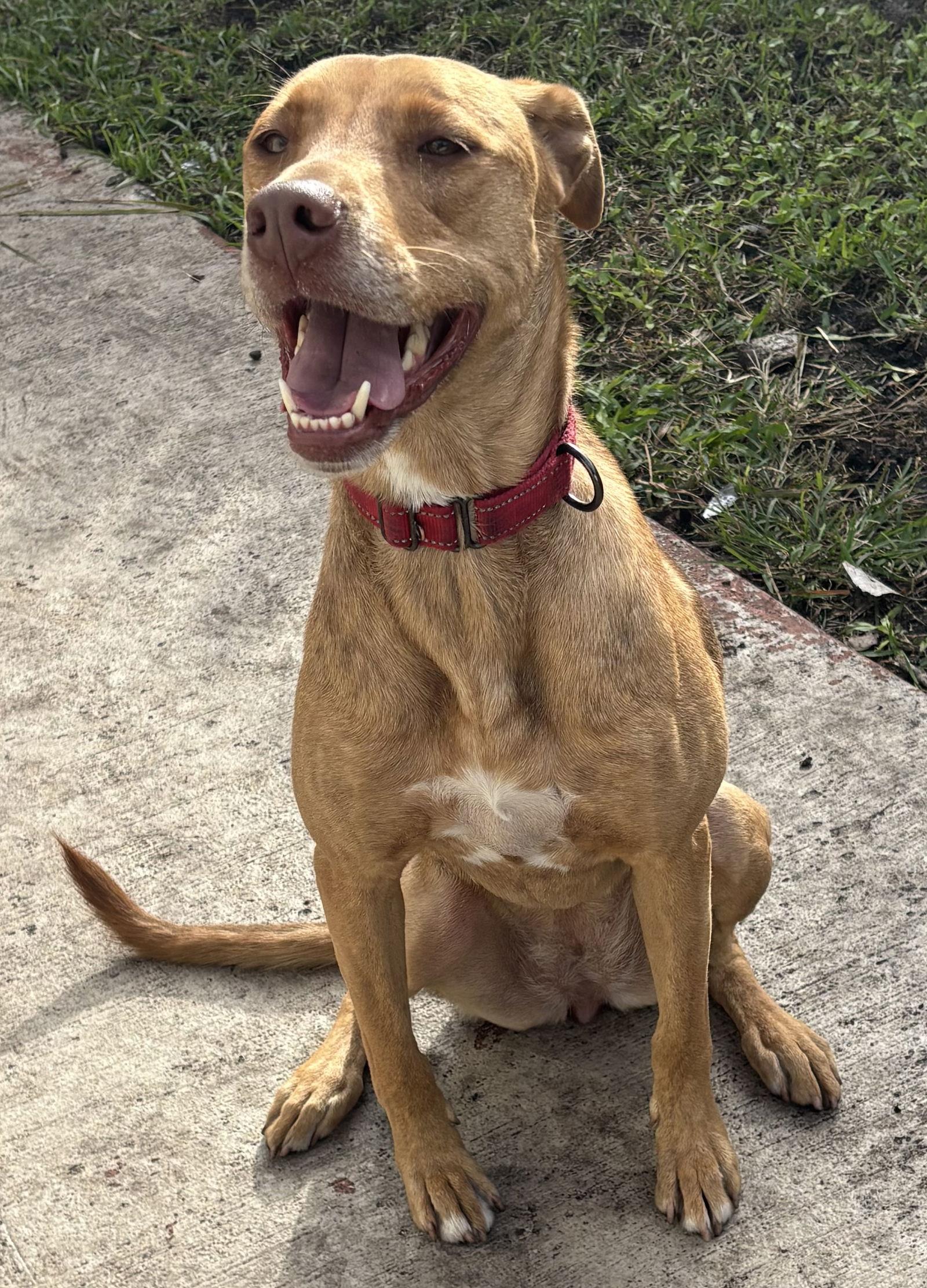 Enlarge Annabel, a Adoptable Vizsla in Lighthouse Point, FL image 3/3
