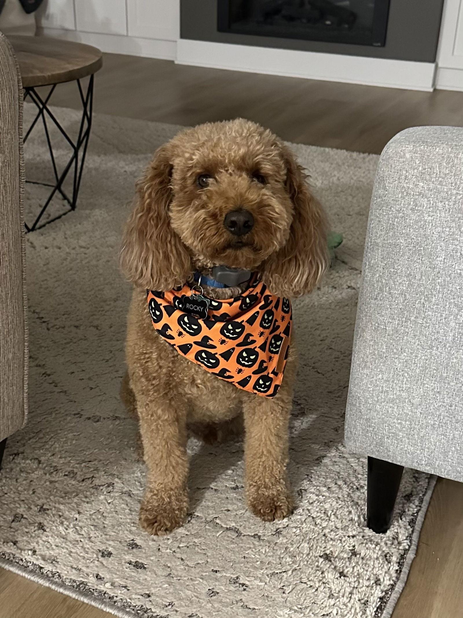 Rocky, Adopted, Adult Male Golden Retriever & Poodle.