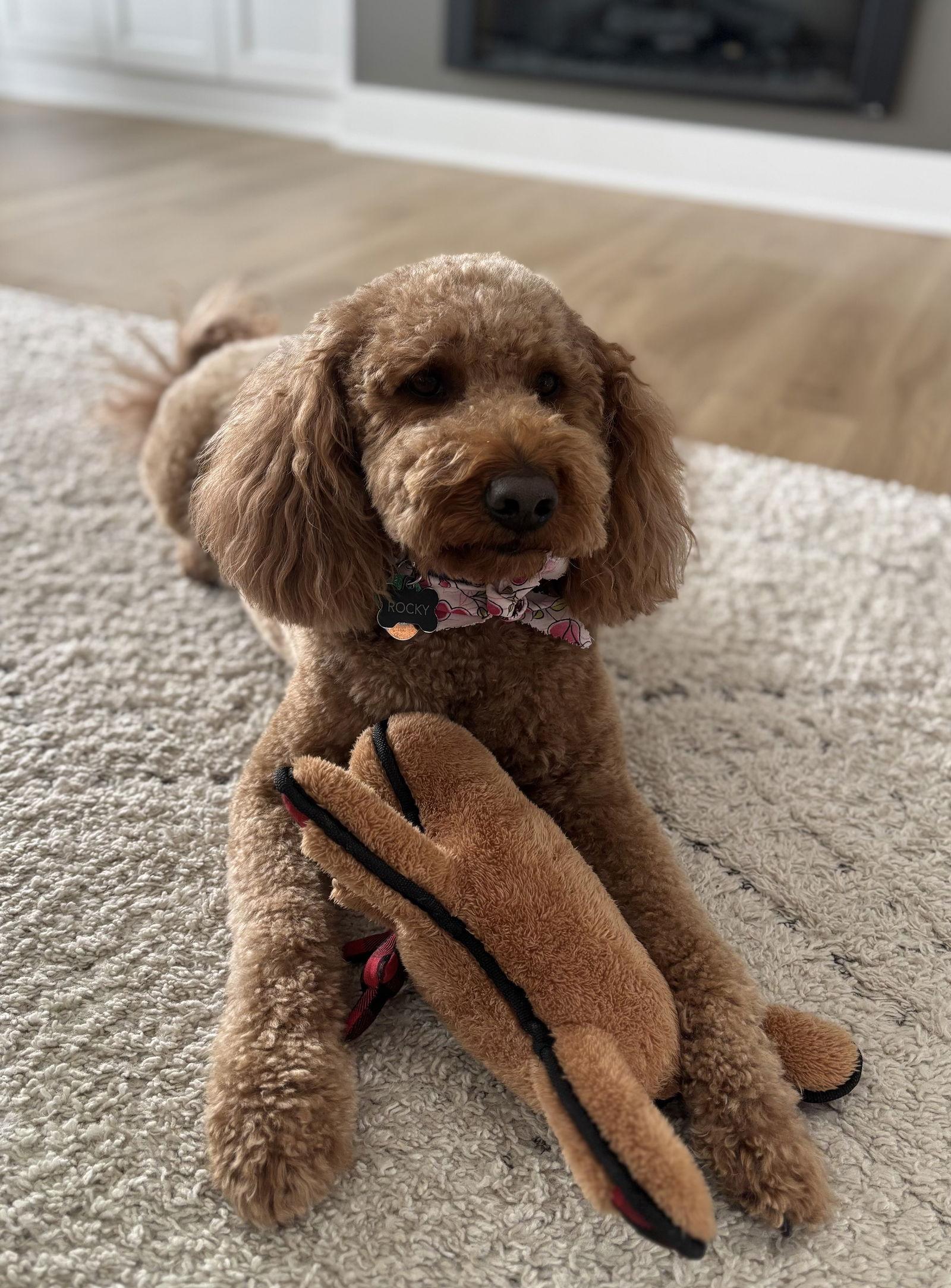 Enlarge Rocky, a Adopted mixed breed in Lincoln, NE image 2/2