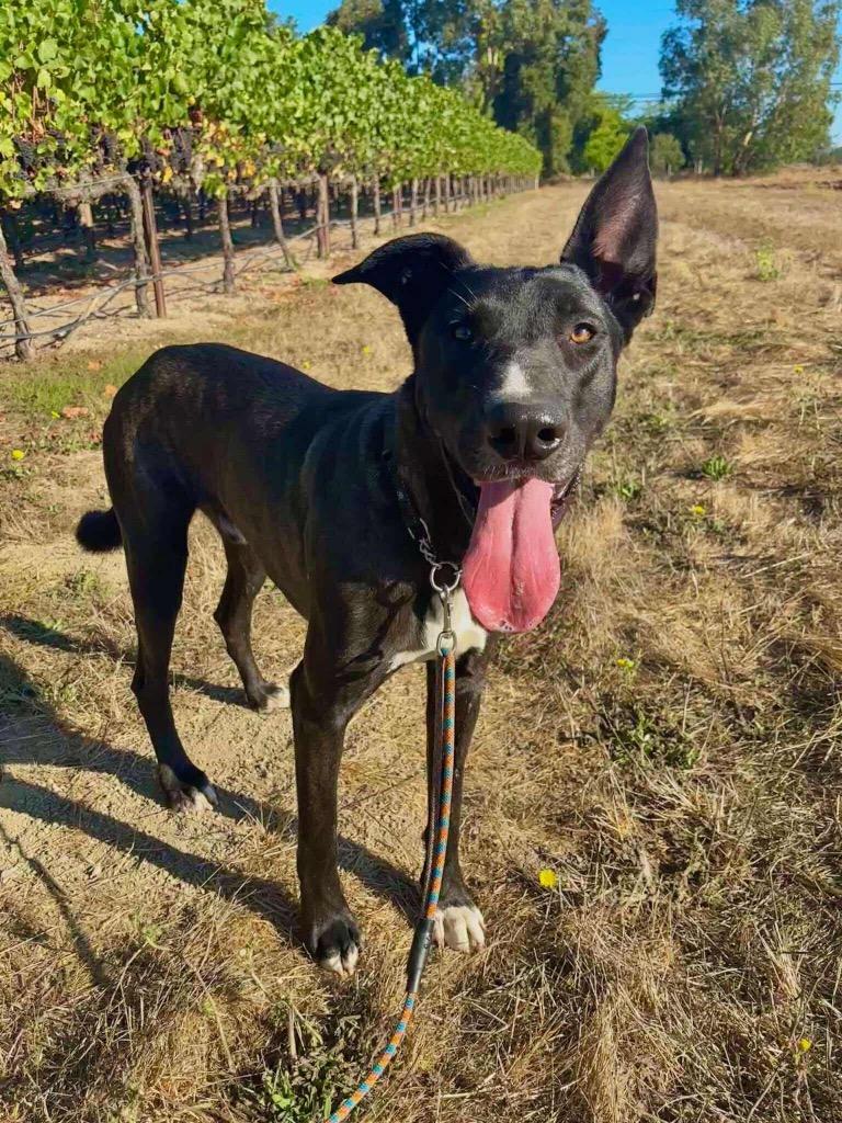 Duckie, Adoptable, Adult Male Great Dane & German Shepherd Dog.