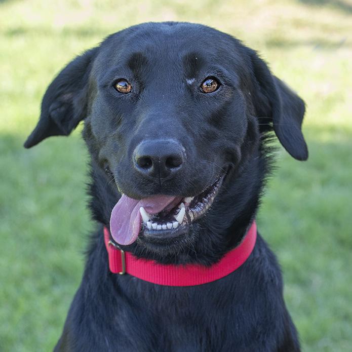 Lola, Adopted, Young Female Black Labrador Retriever.