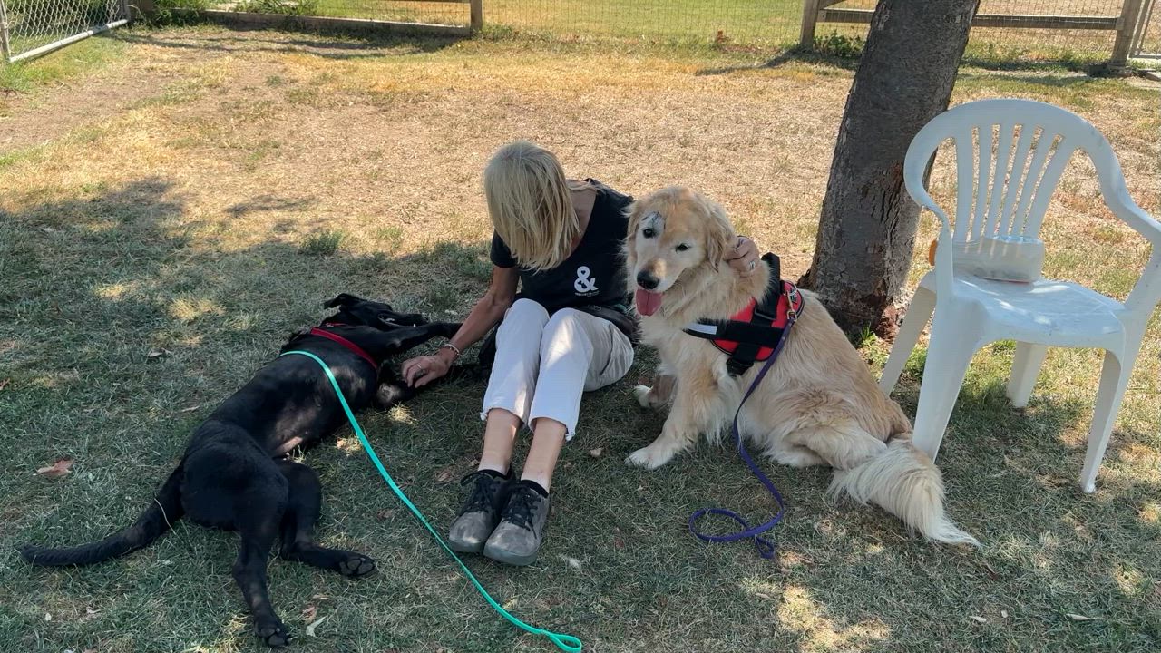Enlarge Lola, a Adopted Black Labrador Retriever in Elverta, CA video 2/2