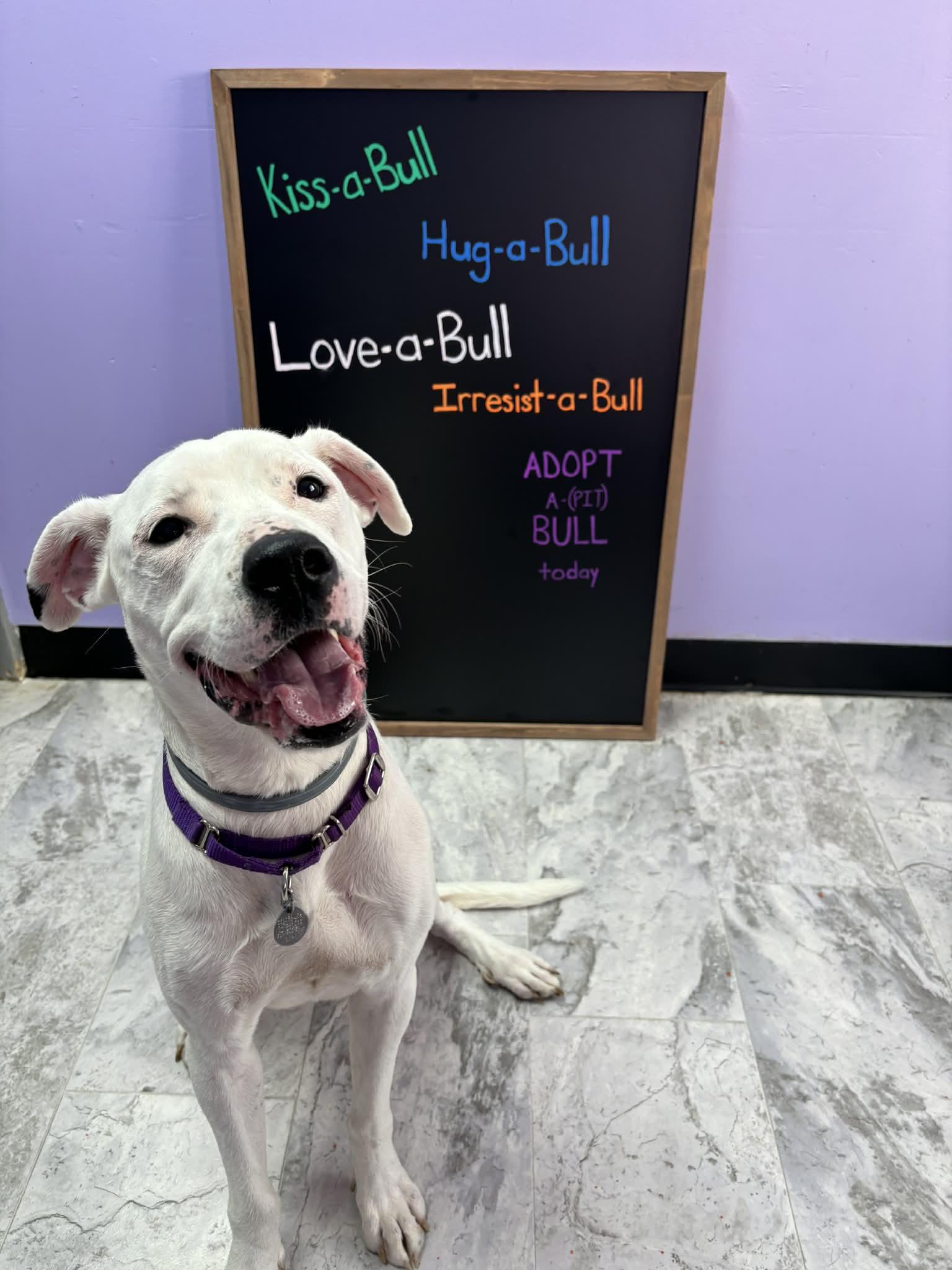 Enlarge Nimbus, a Adoptable mixed breed in Altoona, PA image 1/1