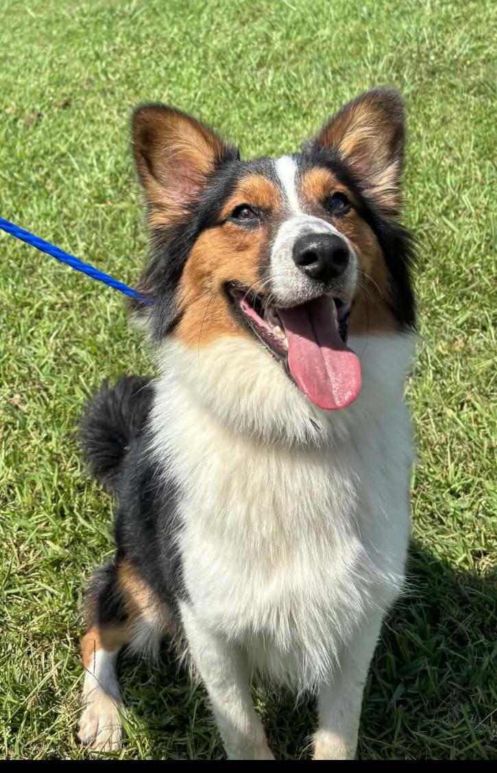 Enlarge Maverick, a Adoptable Shetland Sheepdog / Sheltie in vALE, NC image 1/1