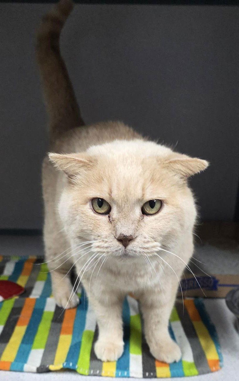 Shine, Adopted, Adult Female Domestic Short Hair.