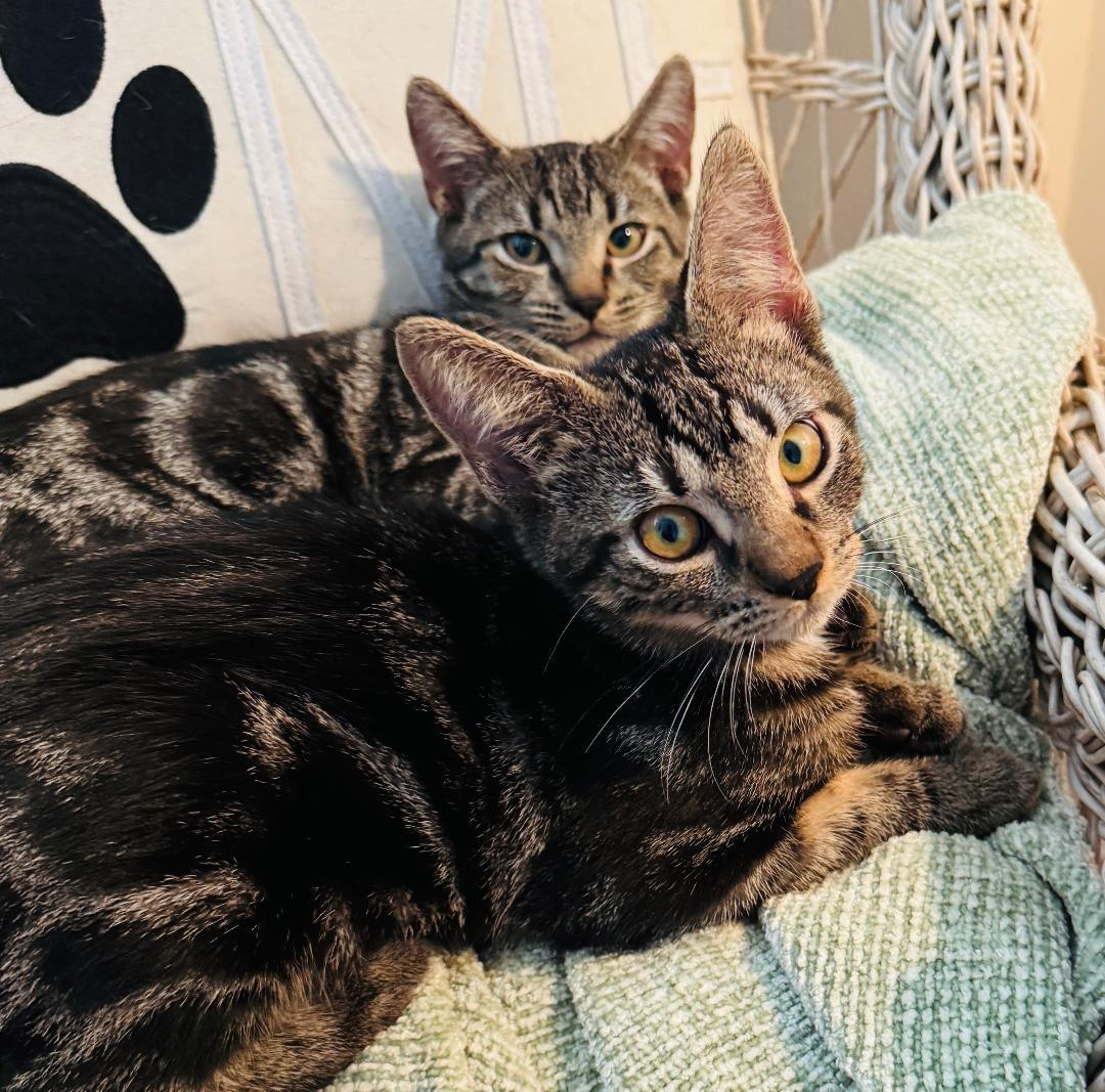 Benson & Boone - BONDED